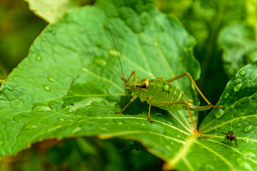 Close-up shot of a green barbitistes insect on a plant leaf