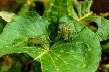 Macro shot of two barbitistes insects on wet green leaves in the rain