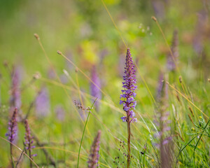 Fragrant orchid, chalk fragrant orchid (Gymnadenia conopsea) in flower in meadow. Flowers of Gymnadenia conopsea, fragrant orchid close up on a meadow in summer. Meadow background.