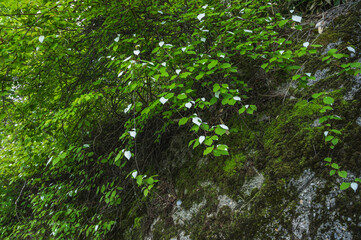 自生する山のマタタビ