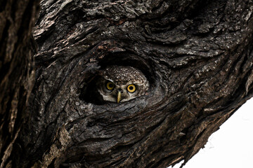 A spotted owlet peers from a cozy tree hole. The owlet's soft, mottled feathers blend  with the...