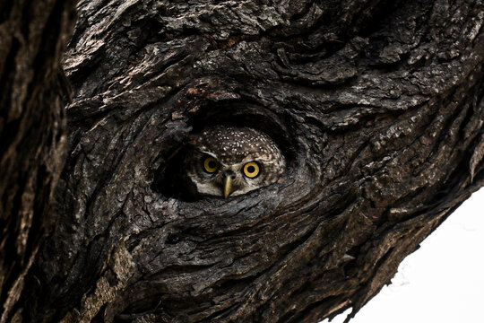 A spotted owlet peers from a cozy tree hole. The owlet's soft, mottled feathers blend  with the rough, textured bark, perfect camouflage against potential threats. 