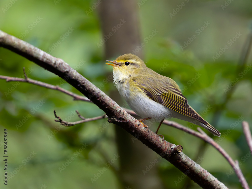 Sticker Wood warbler, Phylloscopus sibilatrix