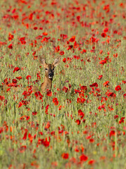 Roe deer, Capreolus capreolus