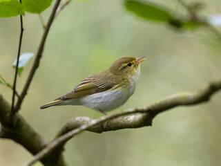 Wood warbler, Phylloscopus sibilatrix