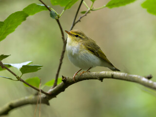 Wood warbler, Phylloscopus sibilatrix