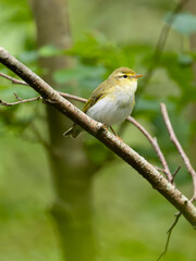 Fototapeta premium Wood warbler, Phylloscopus sibilatrix