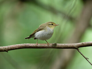 Wood warbler, Phylloscopus sibilatrix