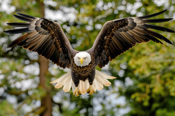 Obraz premium An eagle dives towards its prey, wings tucked, over a forested area