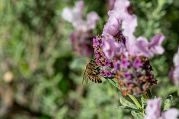 Honey bee on a Lavender flower pollinating in the springtime