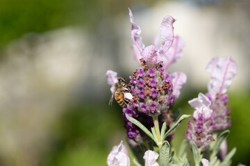 Honey bee on a Lavender flower pollinating in the springtime