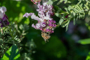 Honey bee on a Lavender flower pollinating in the springtime