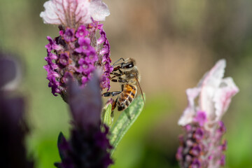 Honey bee on a Lavender flower pollinating in the springtime