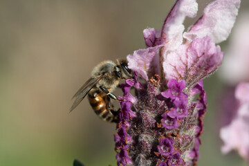 Honey bee on a Lavender flower pollinating in the springtime