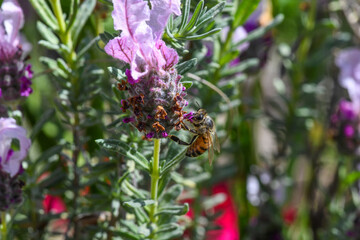Honey bee on a Lavender flower pollinating in the springtime