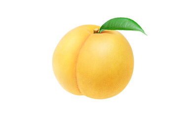 黄金桃 イラスト リアル 白バック