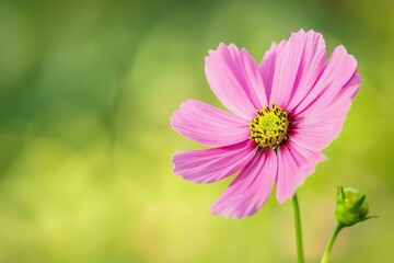 bottom kosmeya flower closeup on green background