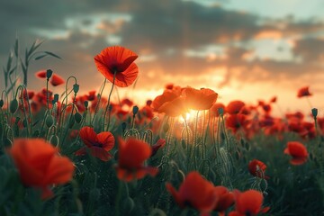 Obraz premium Red poppy flowers on field