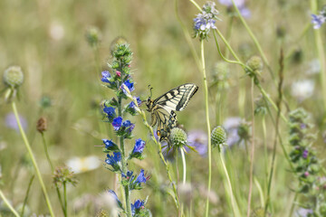 Old World Swallowtail or common yellow swallowtail (Papilio machaon) sitting on blueweed in Zurich, Switzerland
