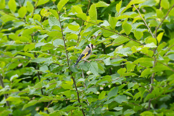 European Goldfinch (Carduelis carduelis) sitting in a tree in Zurich, Switzerland