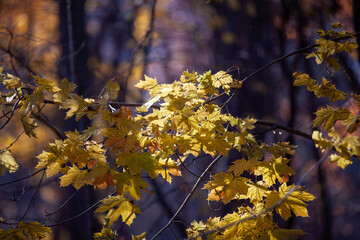 Autumn leaves along the Humber River Trails in Toronto, Ontario.