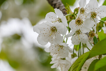 London, UK, 5 April 2024: Beautiful cherry blossoms in the Spring