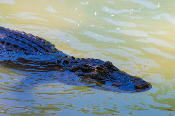 Naklejka premium portrait crocodile in the water