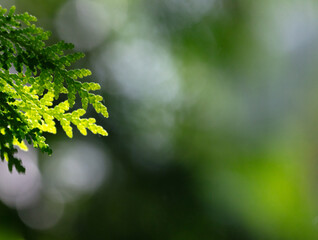 Peaceful background of sunlight shinning on lush cedar leaves. Concept of summer solstice.