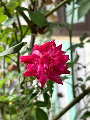 Close-up photo of a vibrant rose flower, petals adorned with glistening raindrops, highlighting delicate textures and vivid colors, creating a fresh and serene atmosphere.. monsoon photography Monsoon
