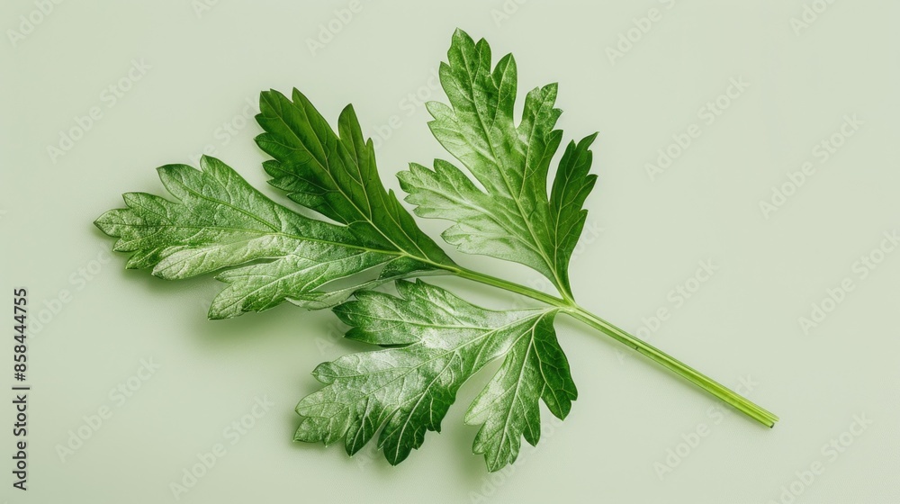 Poster a detailed view of a single green leaf resting on a white background