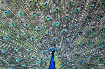 Obraz premium Peacock bird Park 