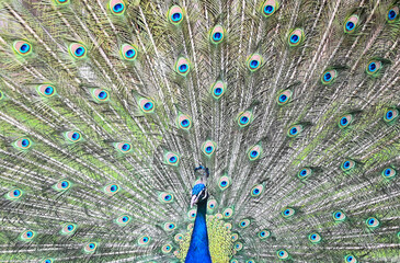 Fototapeta premium peacock with feathers
