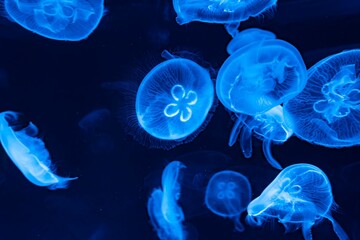 Mesmerizing view of glowing blue moon jellyfish swimming in the dark ocean © Wirestock