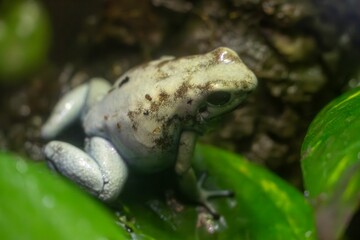 Close-up of a golden poison frog in its natural habitat
