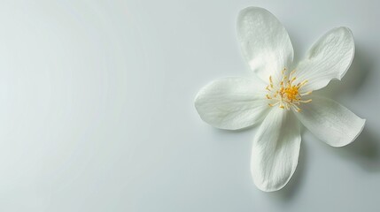 Single jasmine flower on a white background