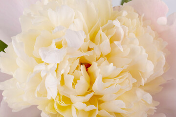 Peonies flowers. Floral beautifull background. Closeup. Nature.