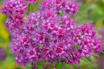 Blooming Japanese spiraea. Parks and nature.