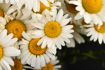 Chamomile or daisies isolated on black background. © Olga