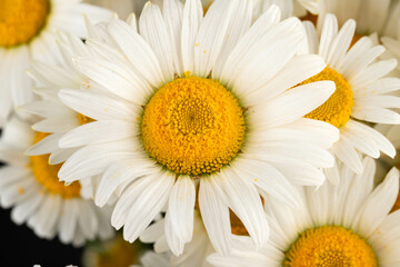 Chamomile or daisies isolated on black background.
