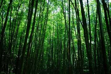 Fototapeta premium green forest