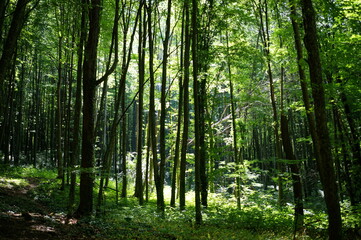 forest in the morning