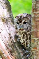 Tawny owl in the deep forest (Strix aluco)