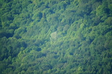 A picturesque view of a clearing with trees. A view of the landscape.