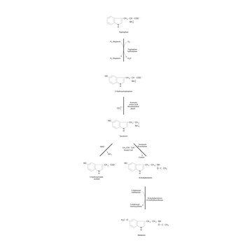 Diagram showing biosynthesis of Melatonin from Tryptophan via enzymatic reactions - schematic molecular strcuture chemical illustration.
