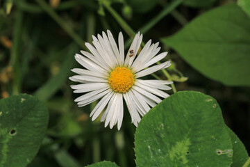 Natural Bellis Perennis Macro Photo © Recep