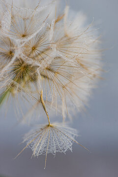 Close-up of a dew-covered dandelion seed in tranquil setting