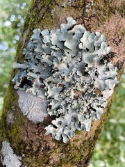 light green foliose lichen on tree bark in Devon, UK