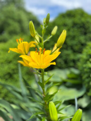 Hemerocallis 'Yellow' Daylily'