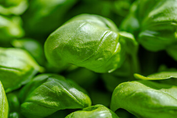 closeup of green basil leaves in sunlight
