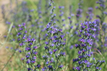 Echium vulgar is a species of flowering plant in the borage family Boraginaceae